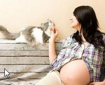 grávidas e gatos